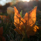 Illustration for article titled Shooting Challenge Fall Leaves Gallery 9